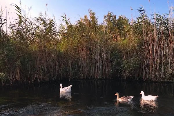 Azmak Nehri Restorantları - Resim 3