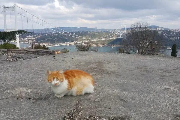 İBB Duatepe Parkı - Resim 8