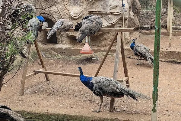 ANTALYA DOĞAL YAŞAM PARKI - Resim 8