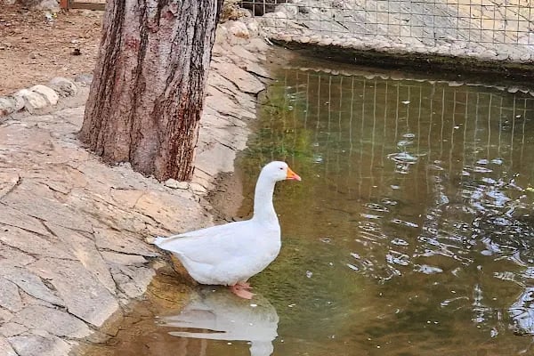 ANTALYA DOĞAL YAŞAM PARKI - Resim 5