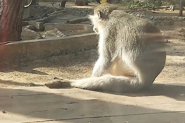 ANTALYA DOĞAL YAŞAM PARKI - Resim 17