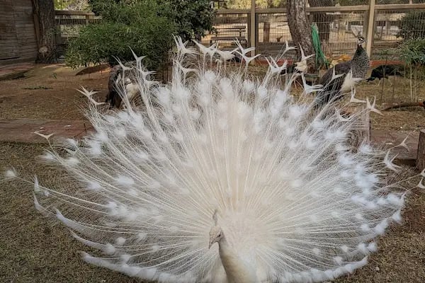 ANTALYA DOĞAL YAŞAM PARKI - Resim 20