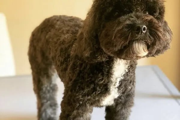 Bodrum Pet Kuaför - Resim 4