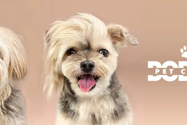 Bodrum Pet Kuaför - Resim 1