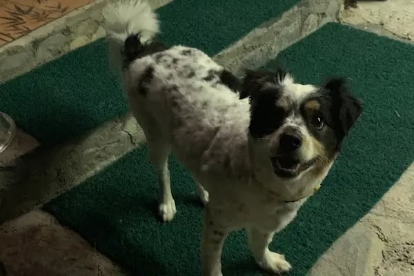 Bodrum Pet Kuaför - Resim 7