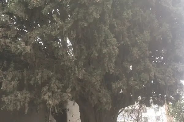 Evliyaullah Tan Şeyh Kemikli Hazretleri Türbesi - Resim 3