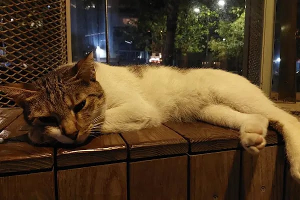 Mithatpaşa Parkı - Resim 16