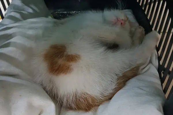 Orenda Veteriner Kliniği - Resim 10