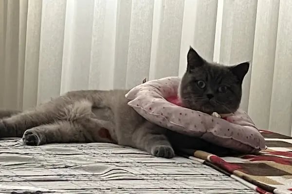 HELEN Veteriner Kliniği - Resim 3
