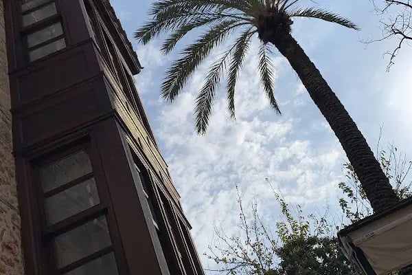 Palm House 17 - Resim 15
