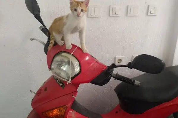 akropol veteriner kliniği - Resim 1