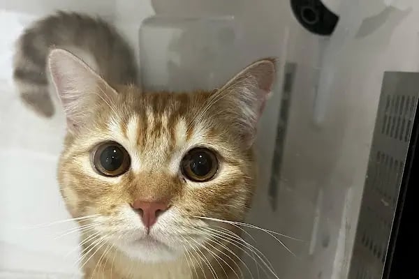 Gigi Veteriner Kliniği - Resim 4