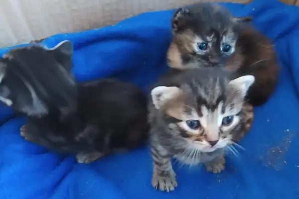 Gigi Veteriner Kliniği - Resim 17