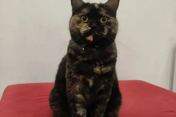 Gigi Veteriner Kliniği - Resim 12