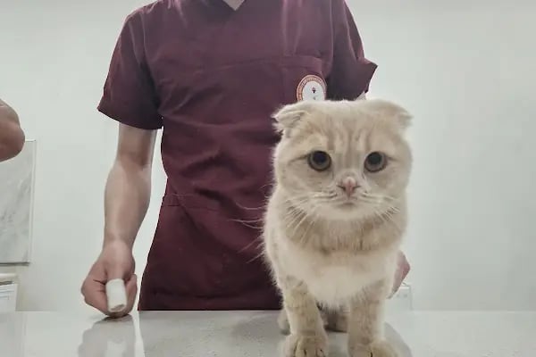 Gigi Veteriner Kliniği - Resim 3