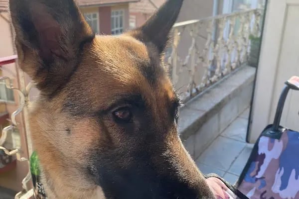Gigi Veteriner Kliniği - Resim 18