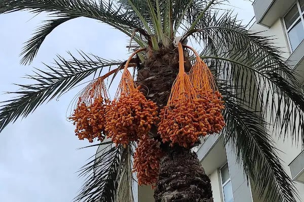 Antalya Güzel Sanatlar Eğitim Merkezi - Resim 7