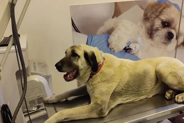 Hanvet Clinic - Gemlik Veteriner Kliniği - Resim 14