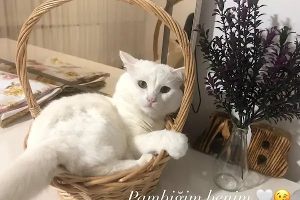 Hanvet Clinic - Gemlik Veteriner Kliniği - Resim 4