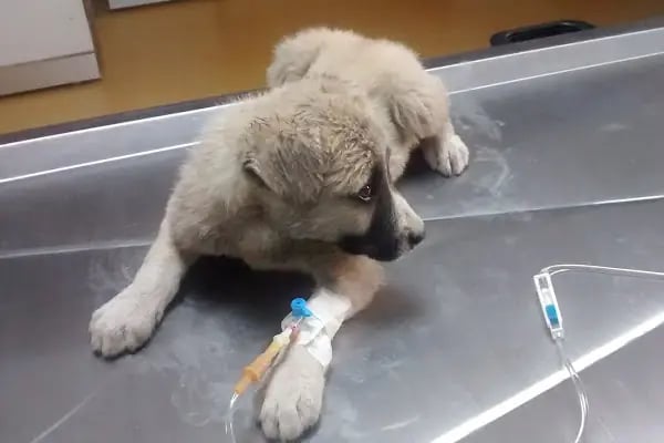 Hayat Veteriner Kliniği - Resim 10