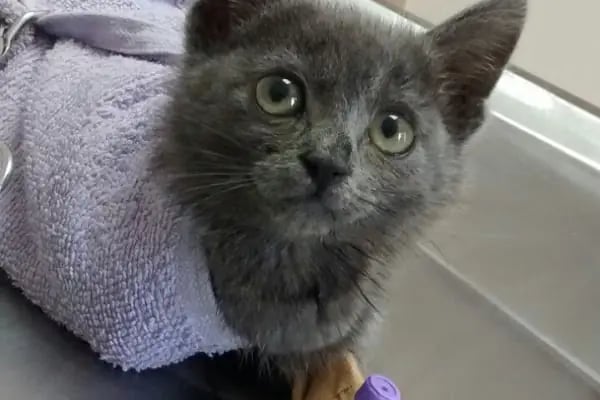 Hayat Veteriner Kliniği - Resim 4