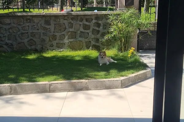 Hayat Veteriner Kliniği - Resim 9