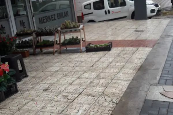Beyaz Lale Çiçek Evi - Resim 2