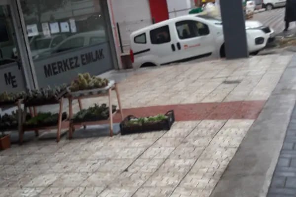 Beyaz Lale Çiçek Evi - Resim 19