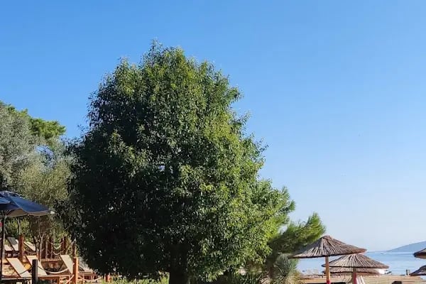 Mesa Bodrum - Resim 8