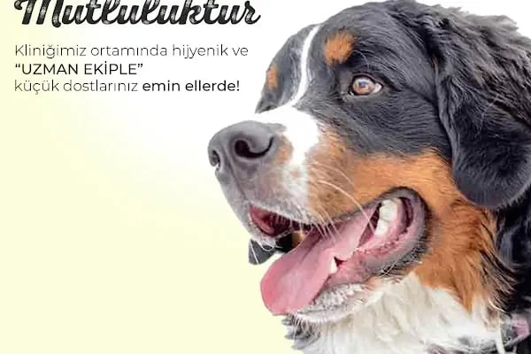 TUĞÇE VETERİNER KLİNİĞİ - Resim 10