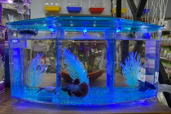 Darling Petshop Denizli - Resim 3