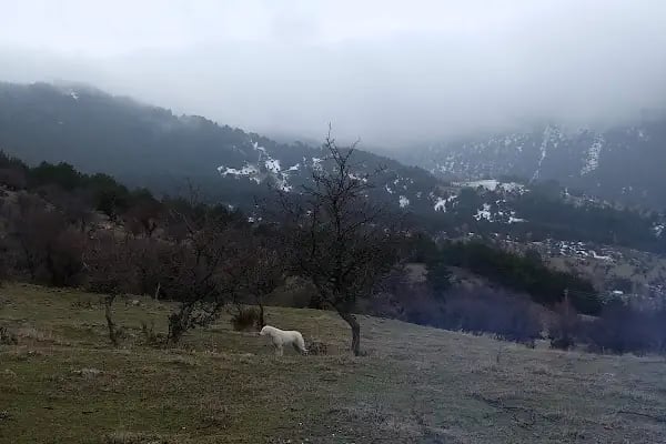 Beypazarı Depelarkası Kayışın Göl - Resim 4