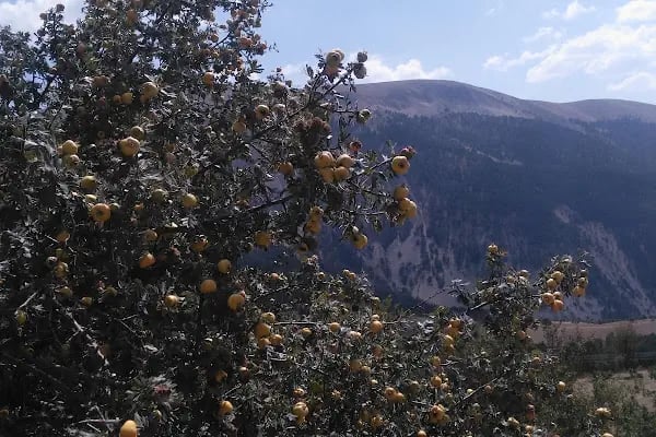 Beypazarı Depelarkası Kayışın Göl - Resim 19