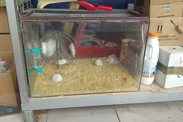 Blue Water Pet Shop - Resim 19
