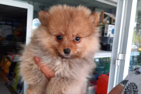 Blue Water Pet Shop - Resim 14
