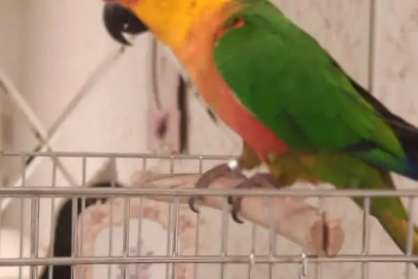 Blue Water Pet Shop - Resim 16