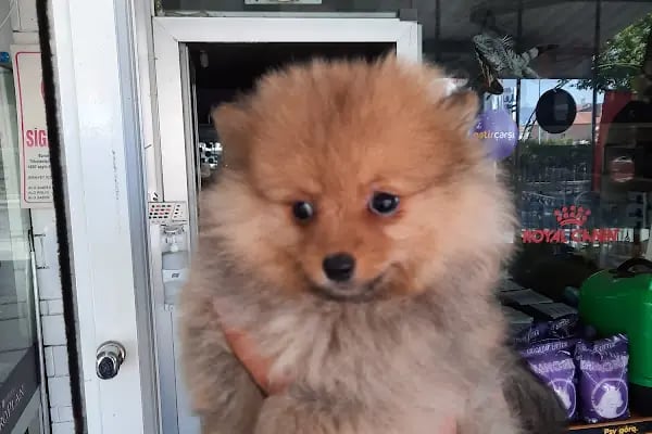 Blue Water Pet Shop - Resim 12