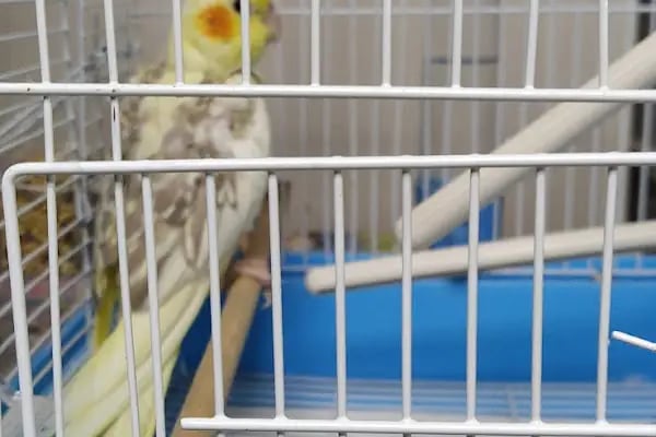 Blue Water Pet Shop - Resim 7