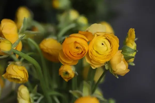Emotion Alanya Flowers - Resim 11