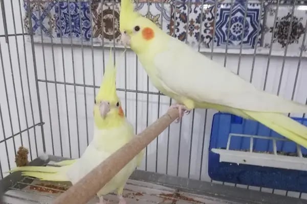 Baran Petshop EVLERE SERVİS - Resim 13