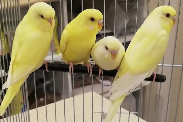 Baran Petshop EVLERE SERVİS - Resim 4