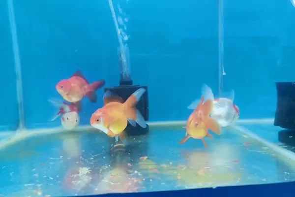 Baran Petshop EVLERE SERVİS - Resim 17