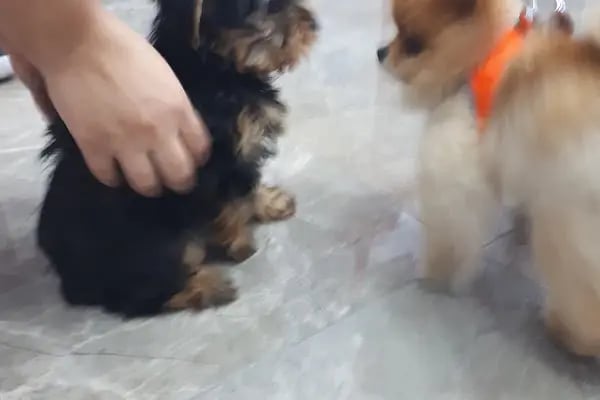 Hadımköy veteriner kliniği - Resim 18