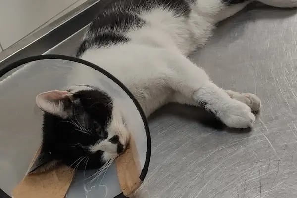 Hadımköy veteriner kliniği - Resim 14