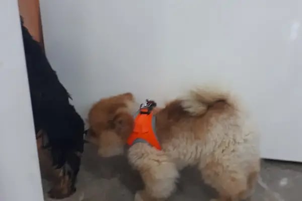 Hadımköy veteriner kliniği - Resim 11