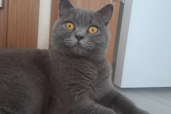 Hadımköy veteriner kliniği - Resim 12