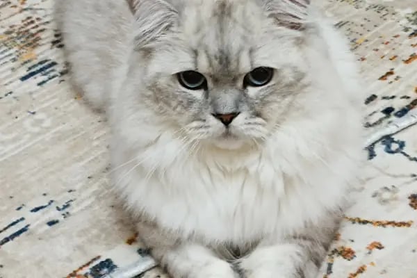 Hadımköy veteriner kliniği - Resim 5