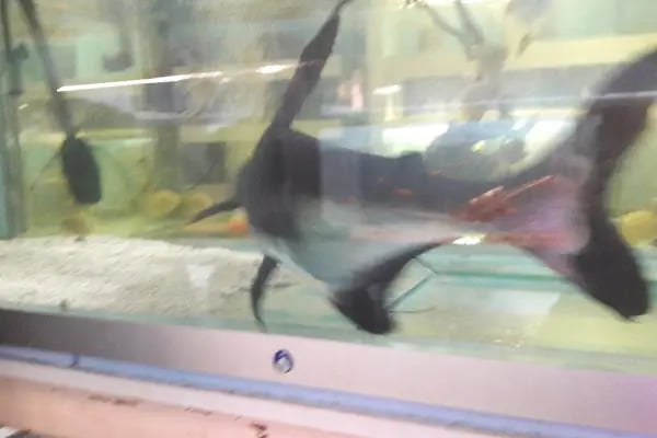 Elit Petshop İstiklal Şubesi - Resim 17