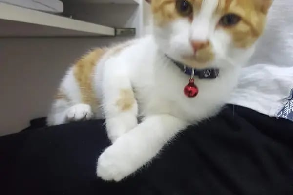 Elit Petshop İstiklal Şubesi - Resim 5