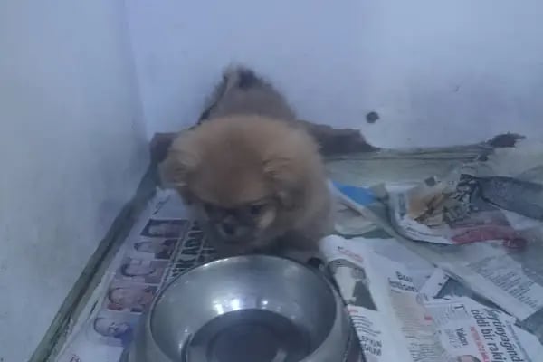 Elit Petshop İstiklal Şubesi - Resim 9
